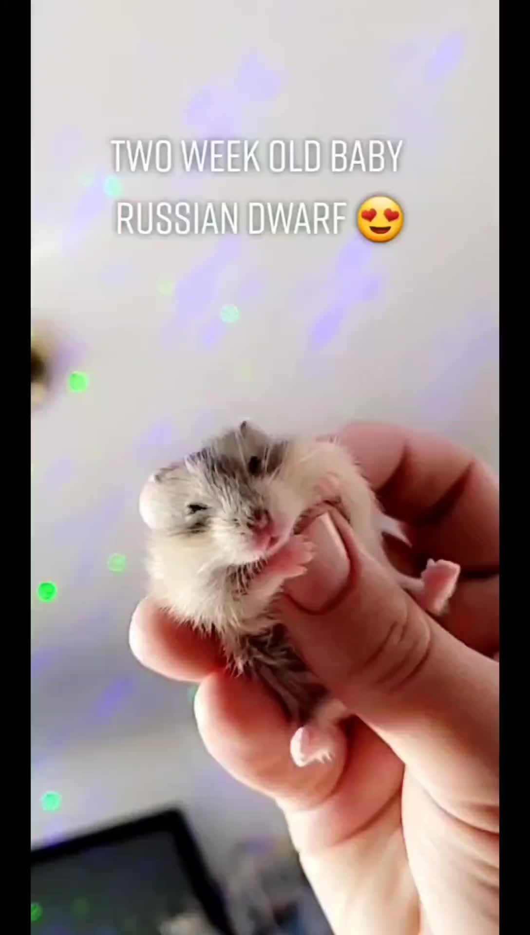 Russian Dwarf Hamster Baby